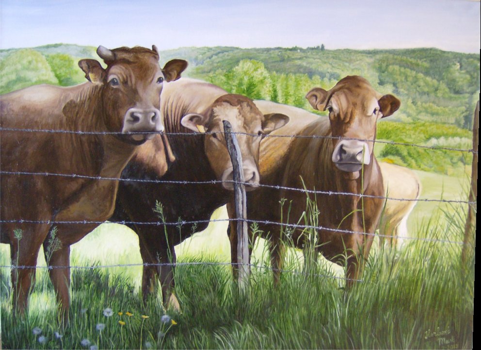Te koop: drie koeien (trois vaches)