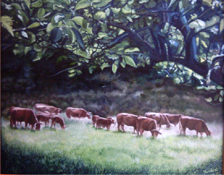 Limousin koeien